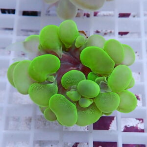 Neon-green succulent with thick rounded leaves forming a tight rosette on a white grid background.