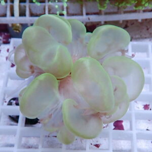 Pale green succulent with rounded leaves forming a tight rosette on a white grid surface?