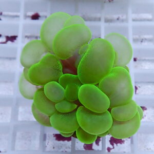 Close-up of a bright lime-green succulent with plump rounded leaves clustered in a tight rosette on a grid background.