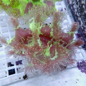 Soft coral with feathery pinkish-brown polyps and bright green edges mounted on a white grid in an aquarium.