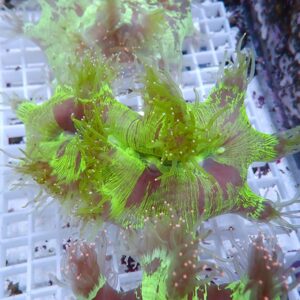 Bright neon-green seaweed-like coral fragment with frilly fronds on a white grid in an aquarium.