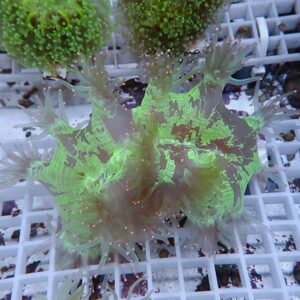 Frilly, neon-green seaweed with translucent edges resting on a white grid.