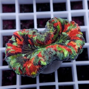 Multicolored ruffled coral frag with red, green, and orange tissue on a white grid display.