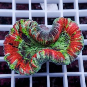 Close-up of a multicolored coral fragment with red, green, and dark blue swirls resting on a white grid background.