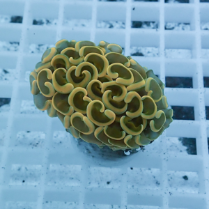 Yellow brain coral fragment with winding ridges resting on a white grid rack.