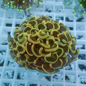 Yellow-green ricordea mushroom coral with frilly, curled polyps atop a white grid in an aquarium setting