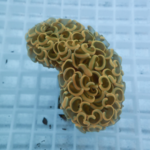 Close-up of a brainy coral colony with many rounded, cup-shaped polyps in tan and brown tones on a light blue grid background.