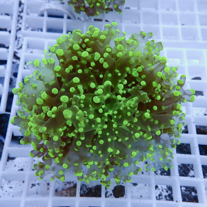 Neon green coral frag with numerous rounded polyp tentacles on a white frag rack in an aquarium.