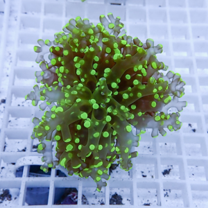 Neon-green sea coral frag with extended tentacles placed on a white grid frag plug.