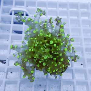 Bright green coral fragment with branching tentacles resting on a white lab rack.