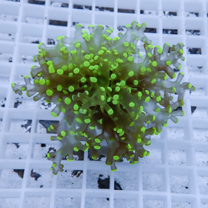 Fluorescent green-tipped coral fragment resting on a white grid rack.