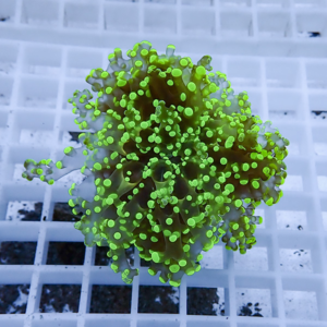 Green fluorescent, coral-like cell cluster resting on a white lattice grid in a lab setting.