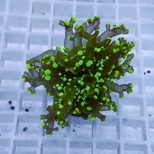 Small branching coral frag with neon-green tips resting on a white grid surface, viewed from above