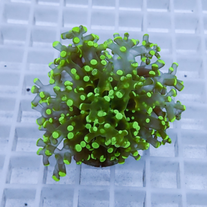 Bright green branching coral frag mounted on a plug, resting on a white grid rack in an aquarium setup.
