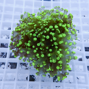Close-up of a neon green coral frag with many short cylindrical polyps on a white grid background.