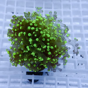 Bright green stony coral fragment with branching polyps on a white grid rack in an aquarium setting.