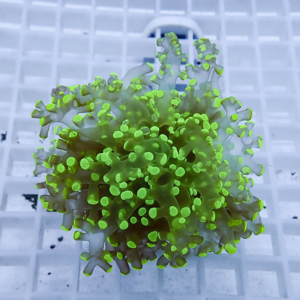 Neon-green coral fragment mounted on a white grid rack in an aquarium setting.