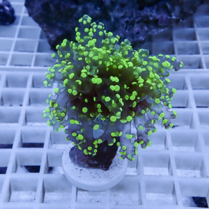 Neon green zoanthid coral on a frag plug with many small round polyps, placed on a grid rack in an aquarium setting.