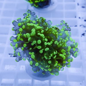Close-up of a neon green coral fragment with bubbly polyps mounted on a plug, under blue aquarium lighting.