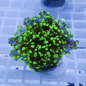Neon green coral fragment with numerous small polyp heads on a rock under blue aquarium lighting