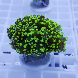 Close-up of neon green zoanthid coral frag with numerous button-like polyps on a plug in a white frag rack.