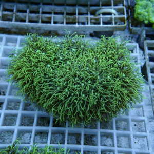 Bright green coral with long tentacles forming a dense ball on a grid rack in an aquarium setup.
