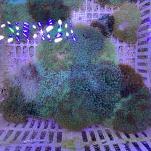 Cluster of green and purple soft corals packed in a plastic crate under purple aquarium lighting