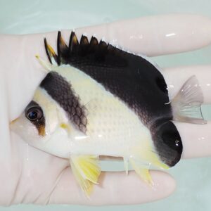 Small tropical fish with a black upper body, pale yellow belly, and yellow fins held in a gloved hand.