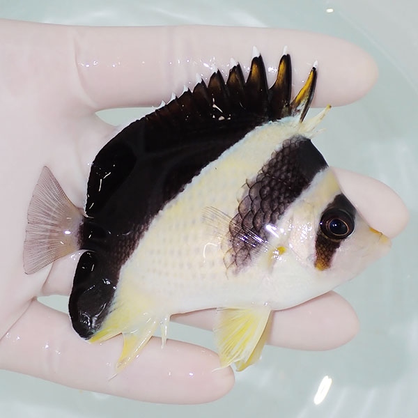 【現物5】バーゲスバタフライ 9cm±! 海水魚 チョウチョウウオ 15時までのご注文で当日発送(t114(t207
