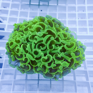 Neon green coral fragment with curly, ruffled polyps on a white grid background in an aquarium setting.