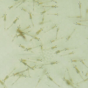 Tiny translucent shrimp-like larvae swimming in pale water, with a central cluster of eggs visible.