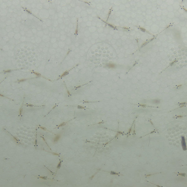 【海水魚 餌付け】生餌　イサザアミ（海水）1g 冷水で送ります同梱注意! 海水魚飼料  (t129【エサ】