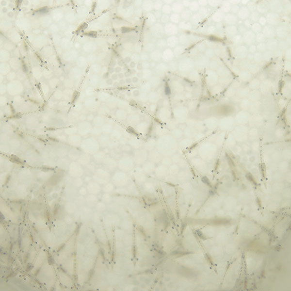 【海水魚 餌付け】生餌　イサザアミ（海水）1g 冷水で送ります同梱注意! 海水魚飼料  (t129【エサ】
