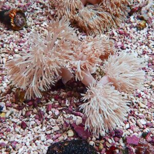 Pinkish-white soft corals with feathery tentacles on a gravel seabed.