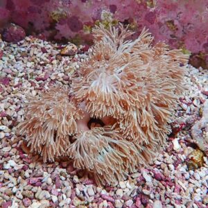 Beige sea anemone with fluffy tentacles on a pebbled seabed.