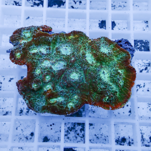 Close-up of a green coral fragment with circular polyp centers on a brown, blue-green base, resting on a white grid.
