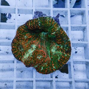 Bright green and orange brain coral fragment atop a white frag rack in an aquarium setting, showing intricate ridges and polka-dot patterns.