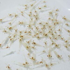 Group of tiny translucent brine shrimp (nauplii) floating in water with small orange eyes.