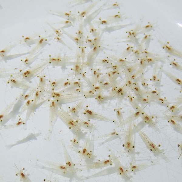 生餌 エサ用エビミックス（海水）約50匹 !  海水魚 エビ 海水魚 餌付け【15時までのご注文で当日発送】
