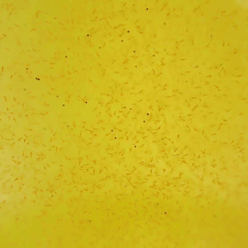 活ブラインシュリンプ500ml【微生物/餌/水槽/】
