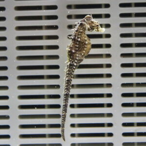 Brown seahorse clinging to a gray air vent with horizontal slats, top of tail curled around a bar, spikes along its back visible.