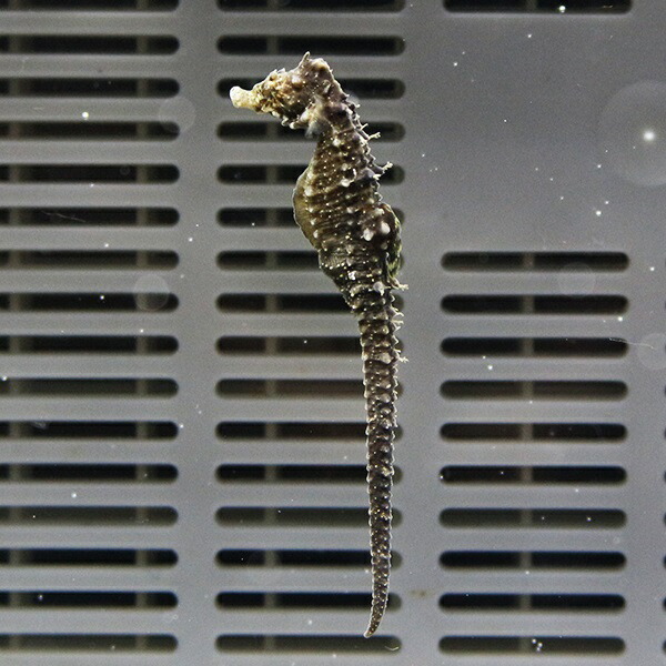 サンゴタツ 4-5cm± 冷水で送ります!  タツノオトシゴ イサザアミ餌付け済15時までのご注文で当日発送【タツノオトシゴ】
