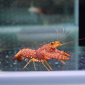 irm-a-1665 - AQUAGIFT 用品ショップ Orange mantis shrimp with spiky claws on a glass surface, facing right in a shellfish tank environment.