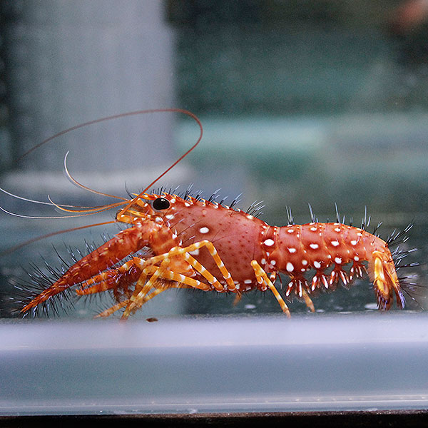 ショウグンエビ 4-5cm± 海水魚 エビ!【15時までのご注文で当日発送】(t129