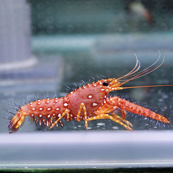 ショウグンエビ 4-5cm± 海水魚 エビ!【15時までのご注文で当日発送】(t129