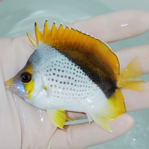 Small angelfish with white body, yellow fins, and a black dorsal band, held in a gloved hand over water.