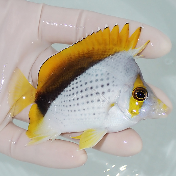 【現物1】粒エサOK マルケサスバタフライ 9cm±! 海水魚 チョウチョウウオ 15時までのご注文で当日発送(t114(t207