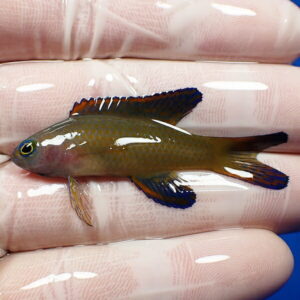 Small tropical fish with an olive-brown body and dark blue-edged fins, held on gloved fingers for scale.