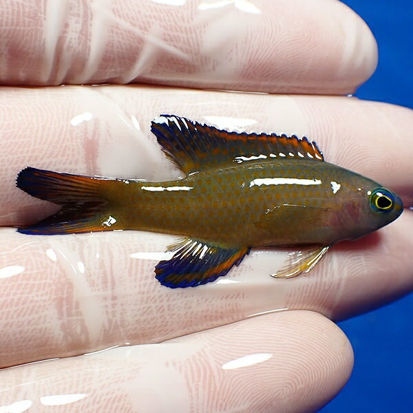 【現物2】ツバメタナバタウオ 4.5cm± !海水魚 ハタ 15時までのご注文で当日発送【ハタ】(t207