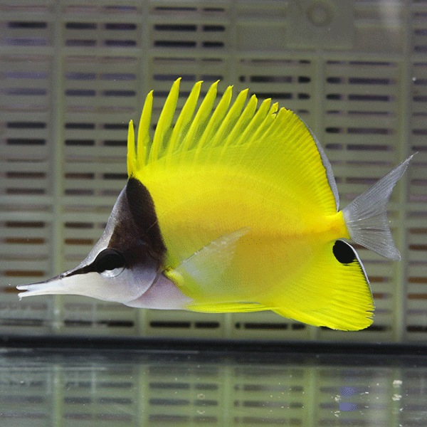 フエヤッコ 7-9cm± 3匹セット ! 海水魚 チョウチョウウオ  (t114